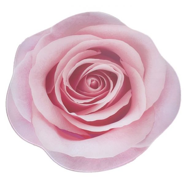 Обеденный стол «Роза», 800 ? 800 ? 750 мм, опора «ёж», цвет белый / роза